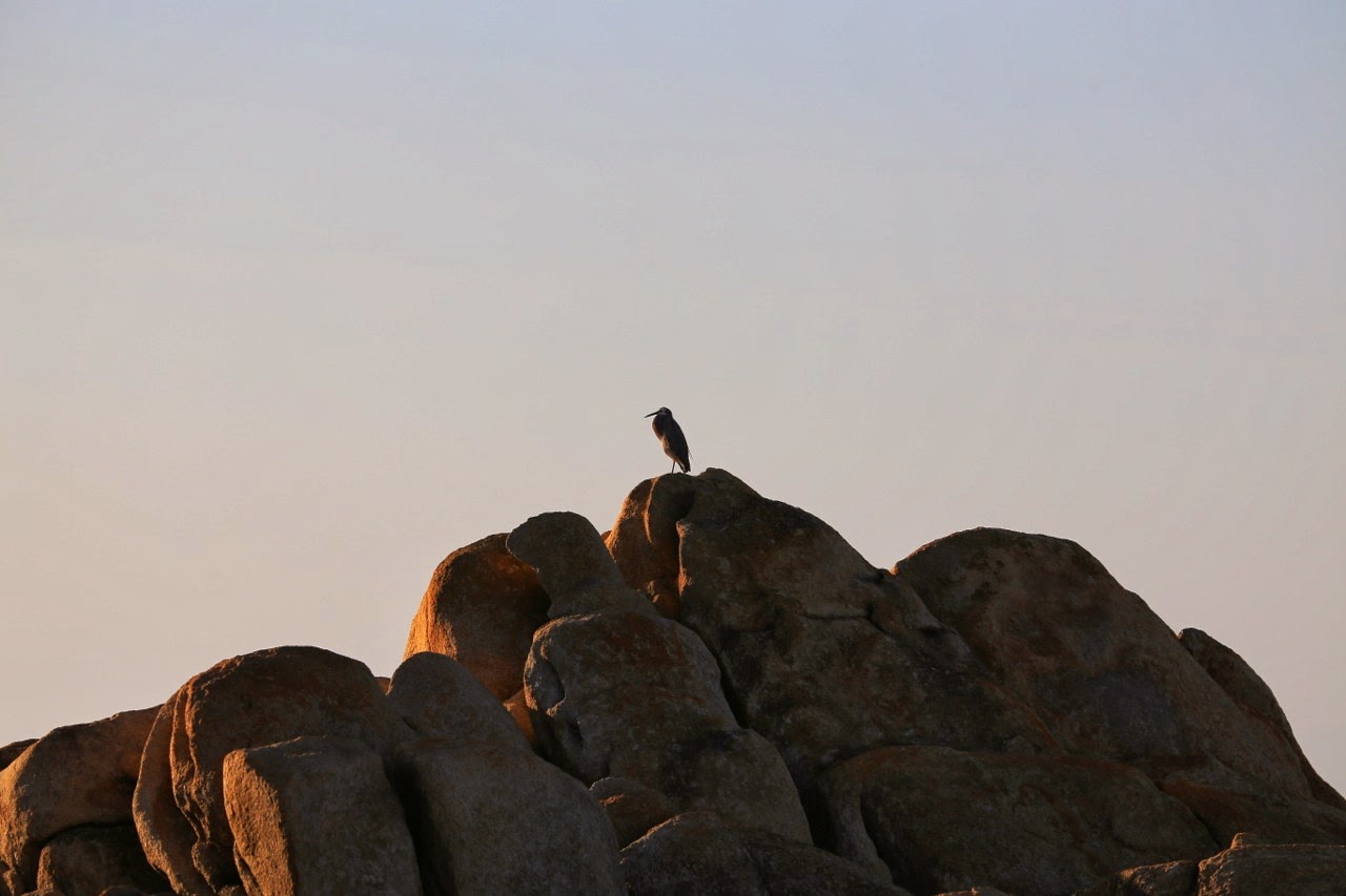 Oiseau au sommet d’un rocher