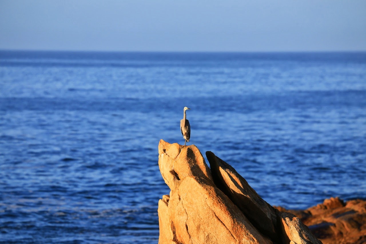Oiseau perché sur un rocher face à la mer