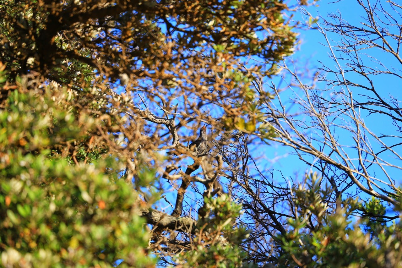 Oiseau dans les branches d’un arbre