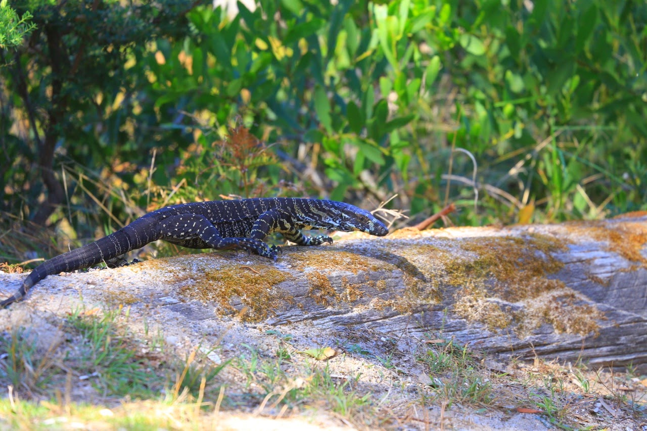 Varan allongé sur un rocher
