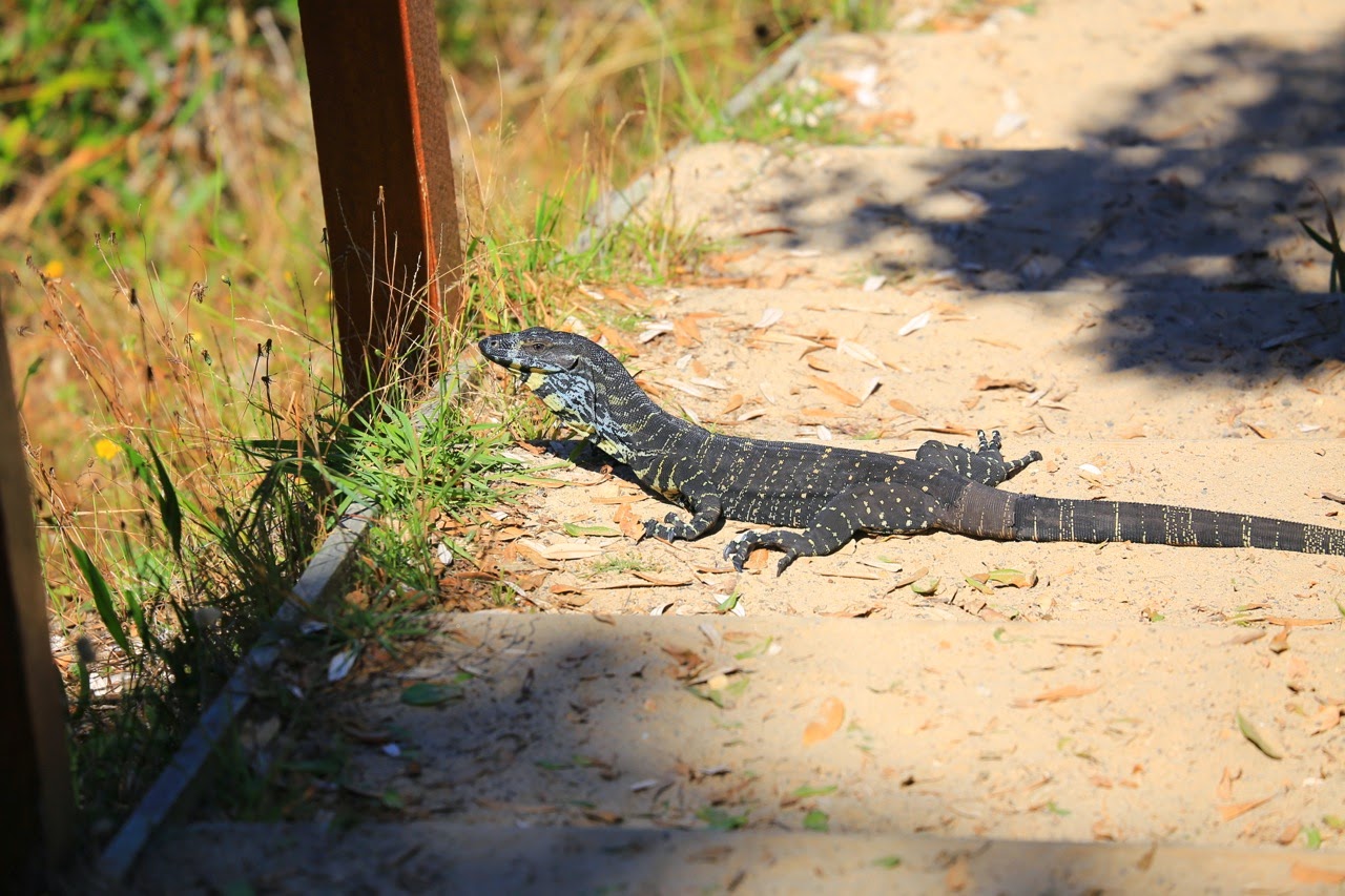 Varan dans le sable