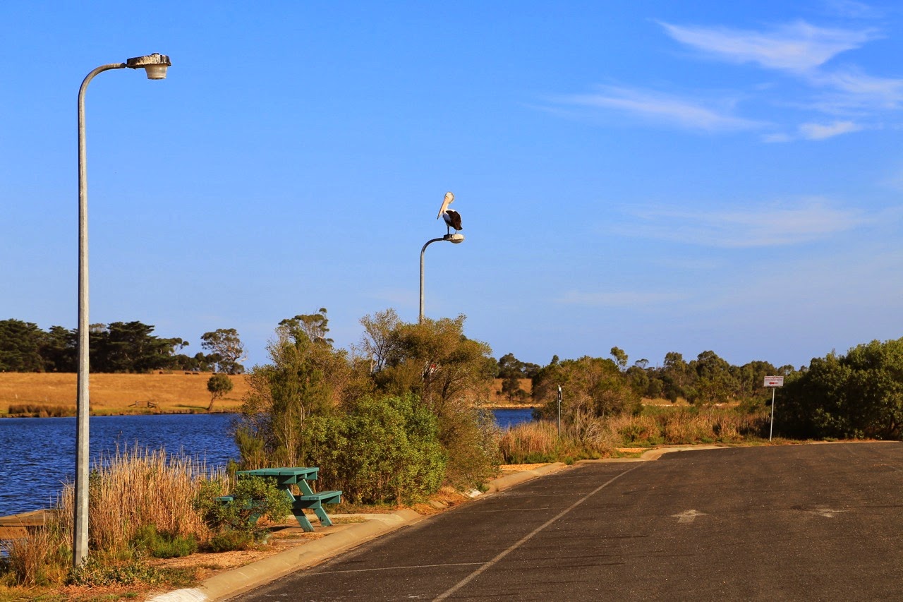 Oiseau sur un lampadaire au bord du lac