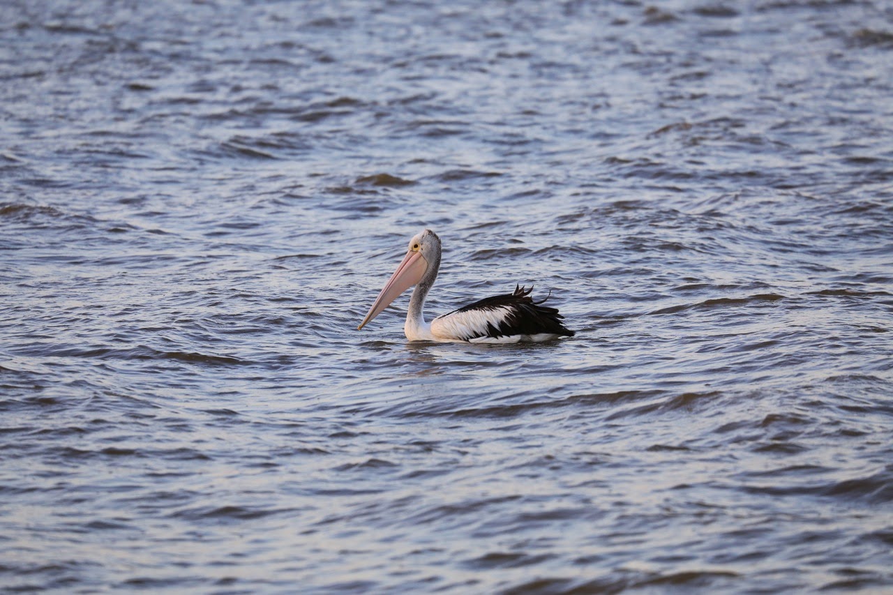 Pélican sur le lac