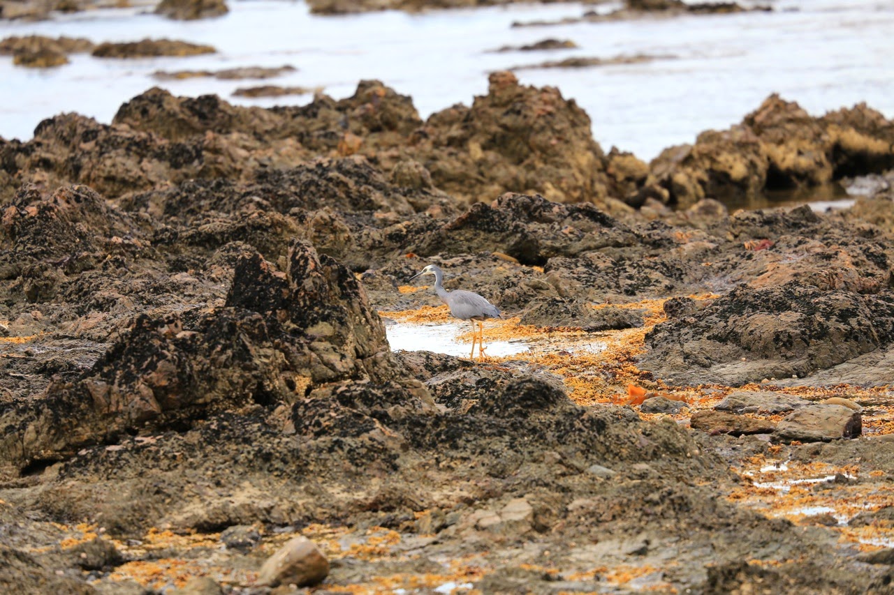 Roches volcaniques sombres en bord de mer
