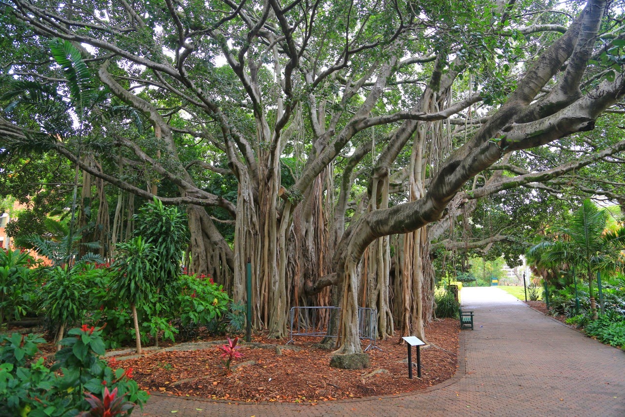 Figuier géant des jardins botaniques