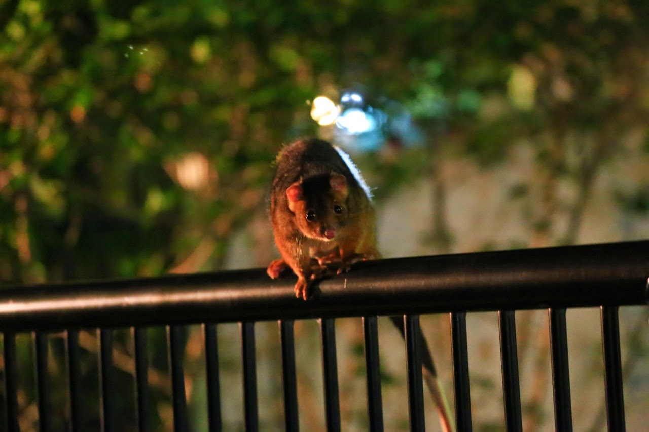 Opossum sur une rambarde
