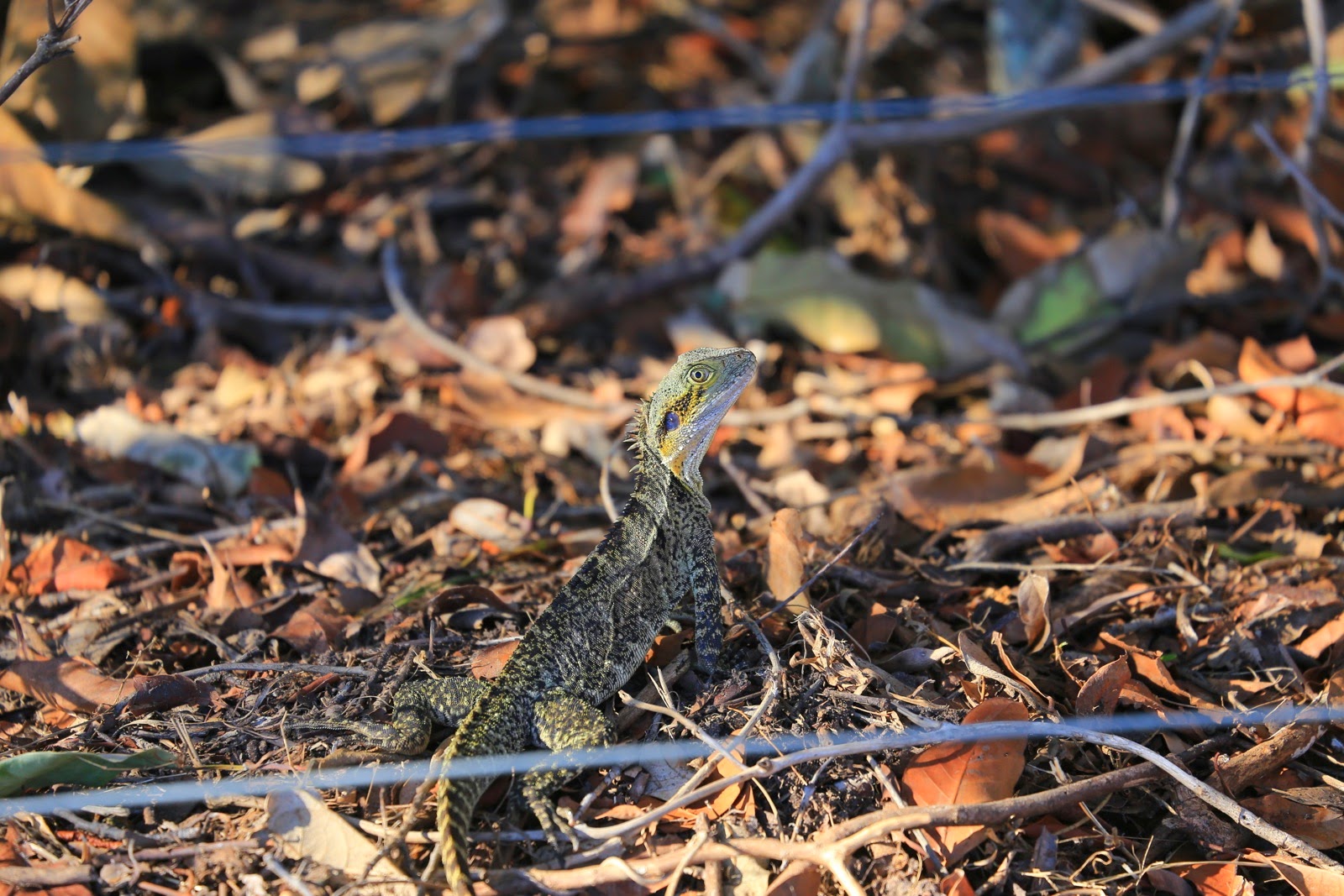 Lézard camouflé dans les feuilles mortes
