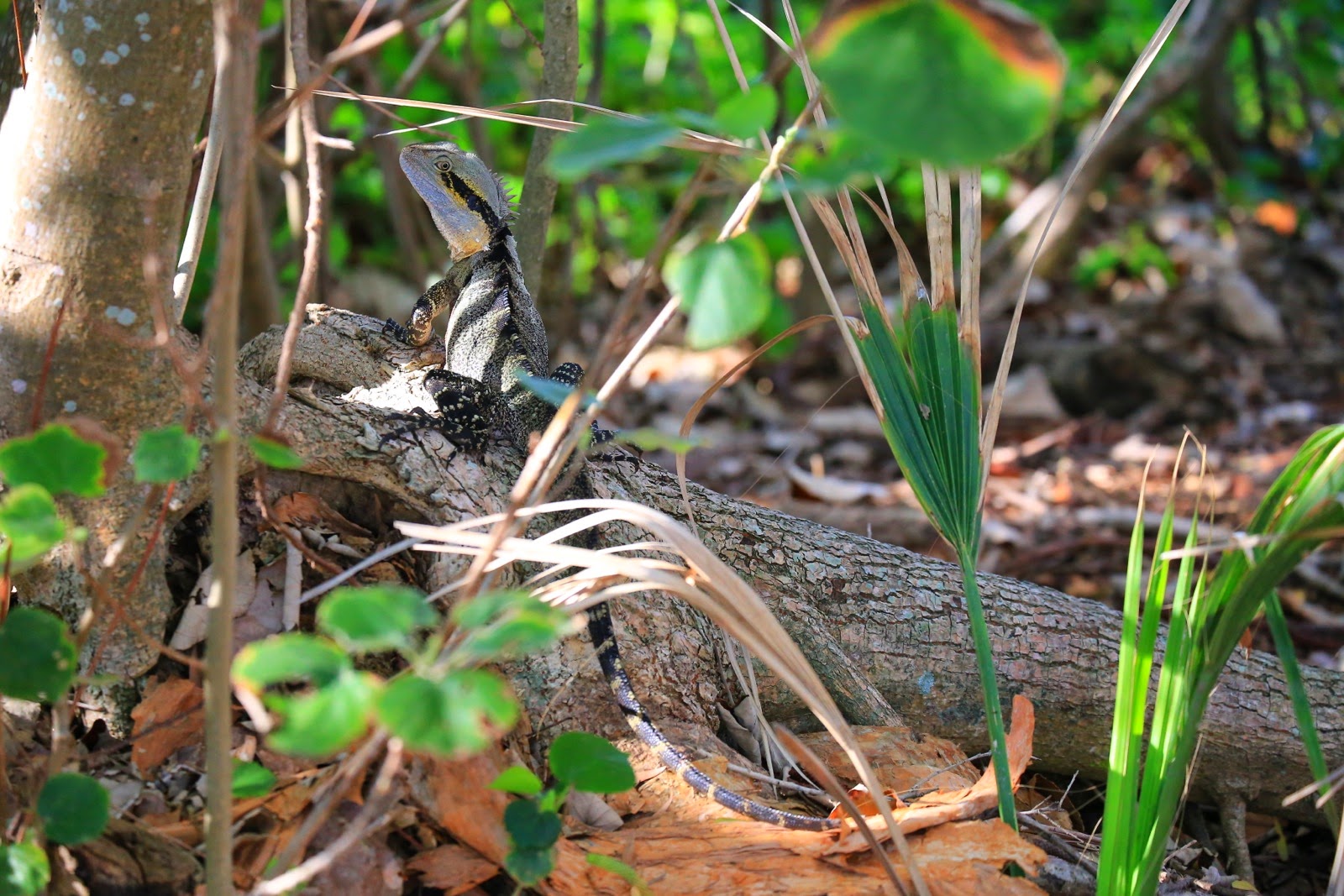 Reptile dans la végétation