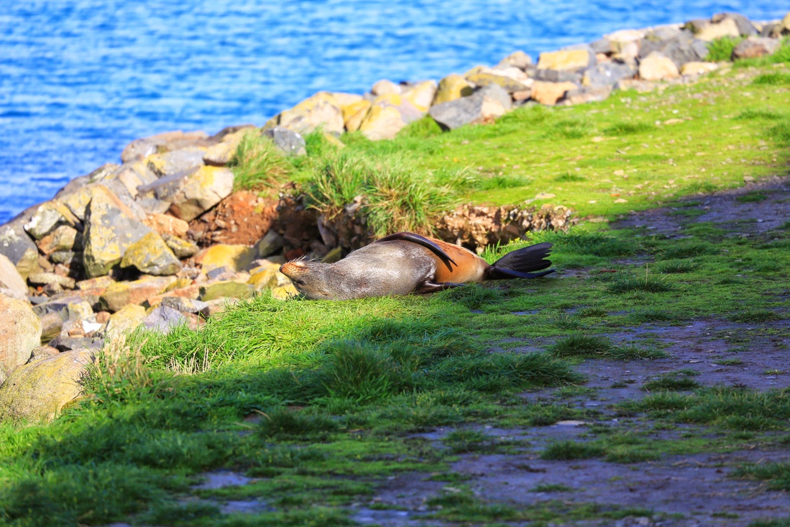 Rochers et herbe au bord de la mer