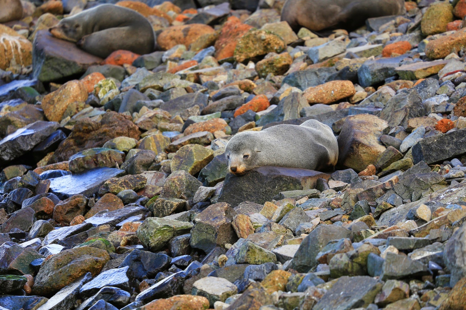 Otaries camouflées dans les rochers
