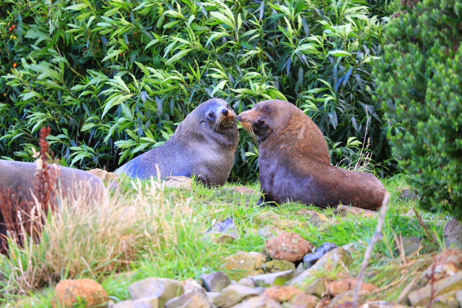Deux otaries face à face