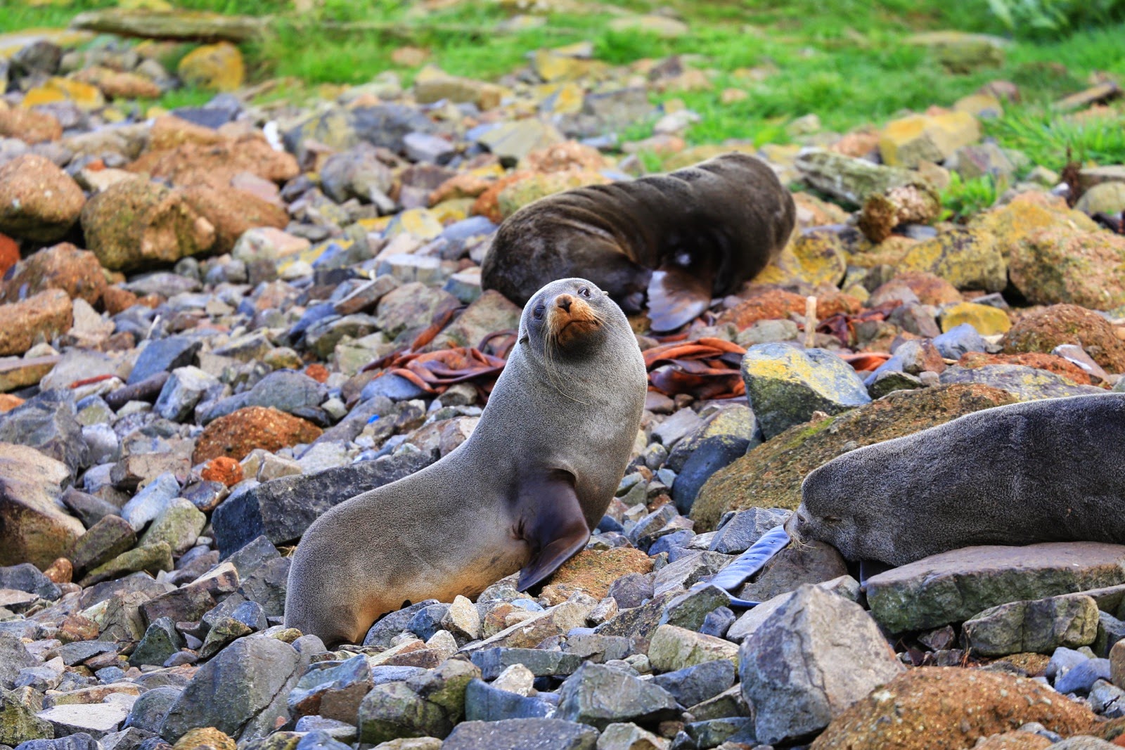 Otaries sur les galets