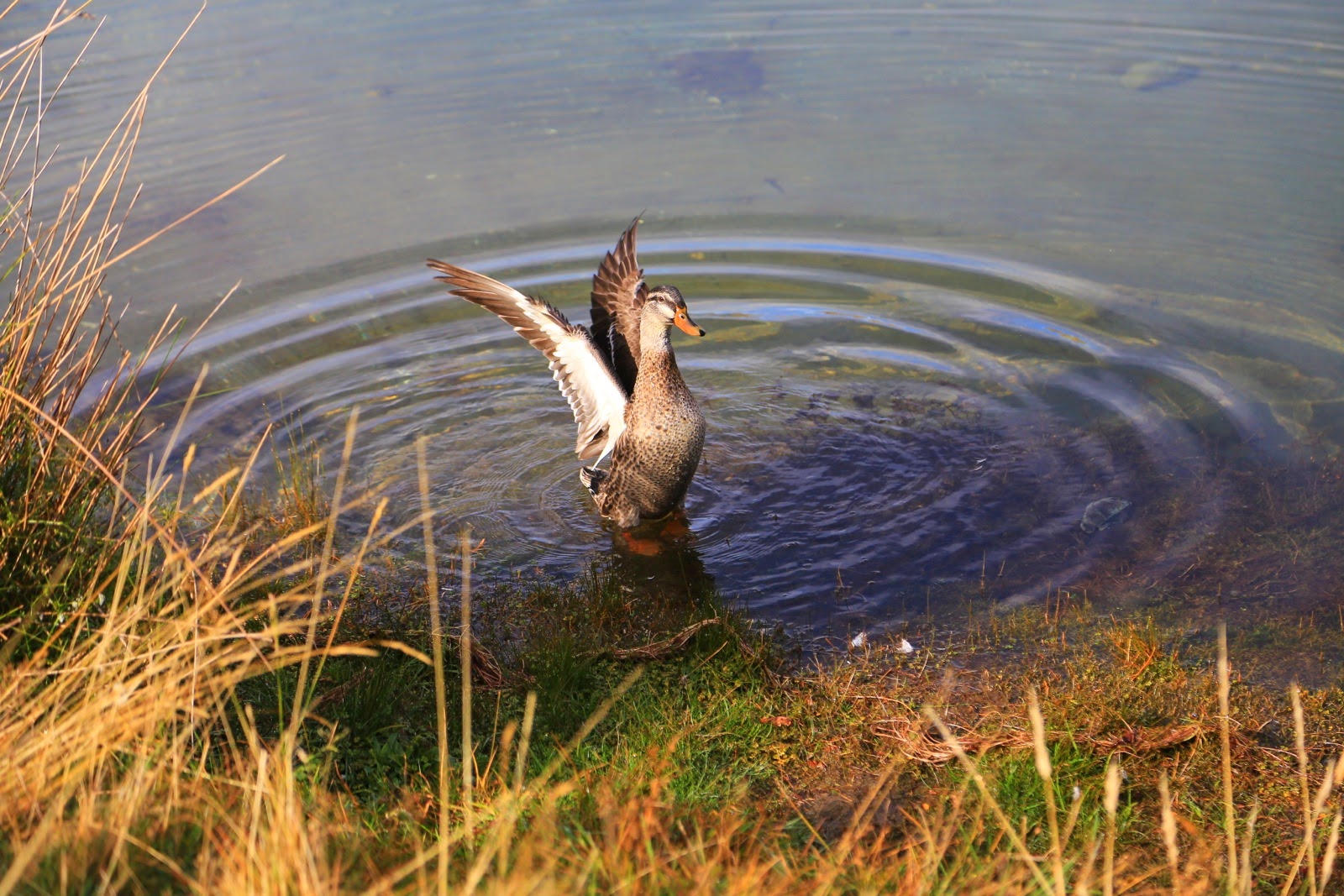 Canard qui se secoue dans l’eau