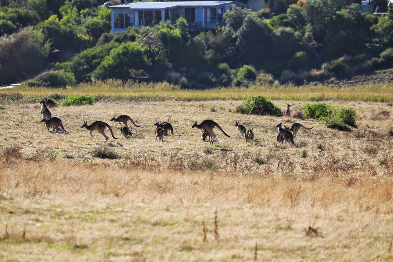Kangourous dans une prairie en Australie