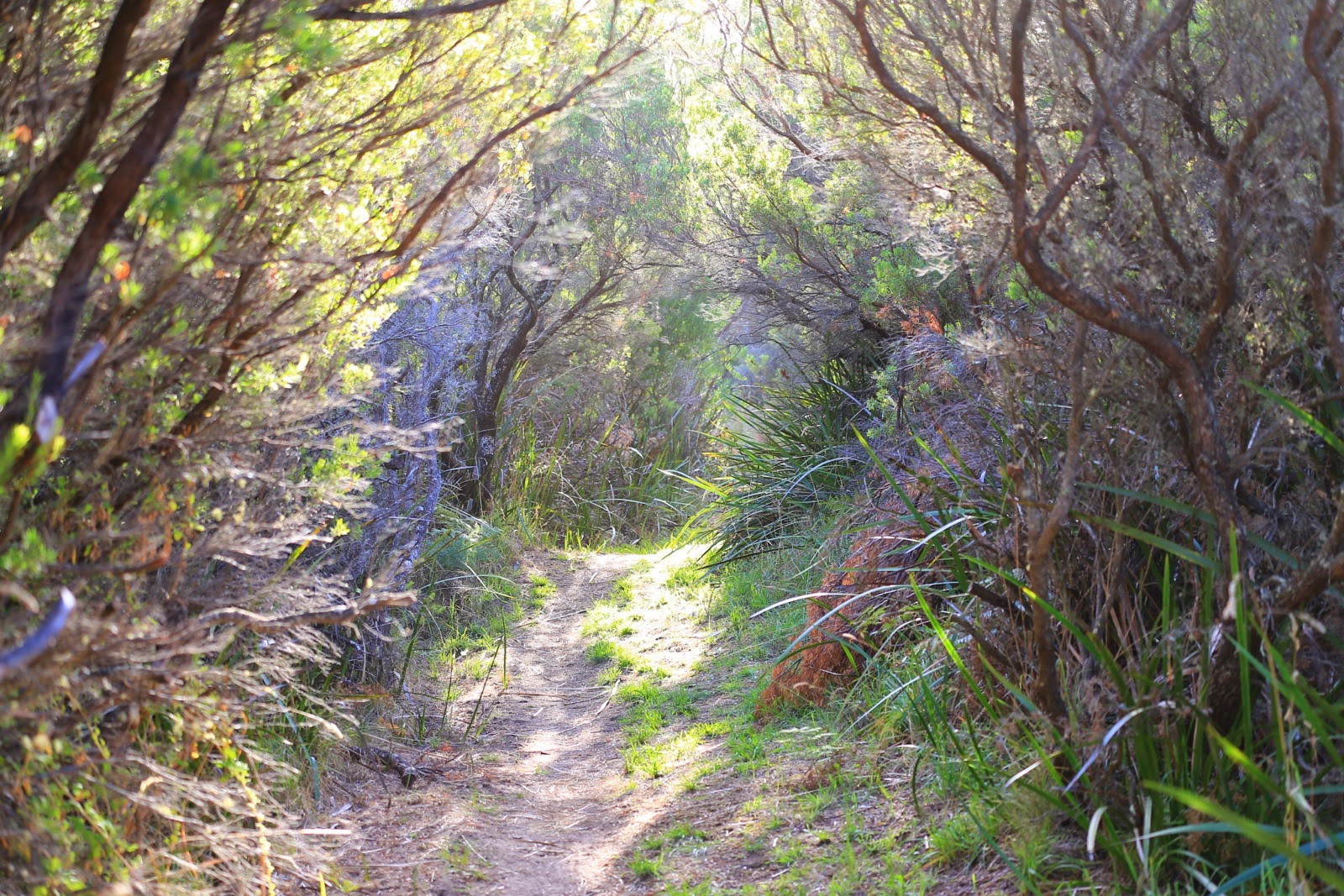 Sentier dans la végétation
