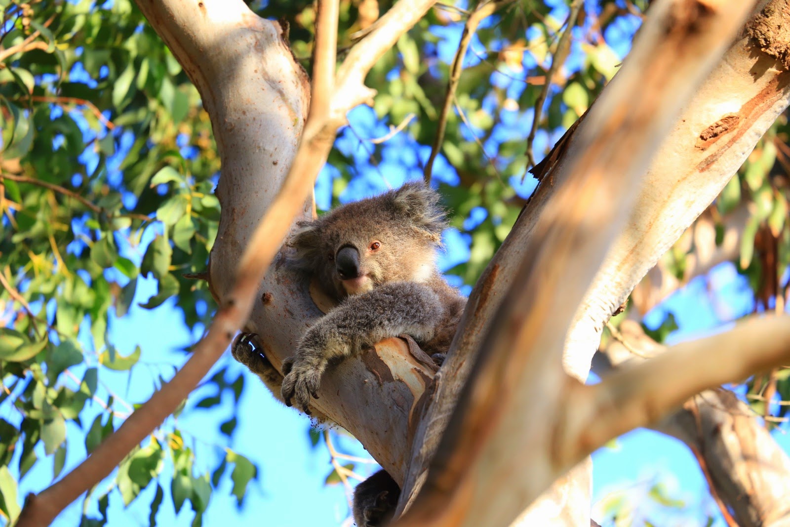Koala dans un eucalyptus