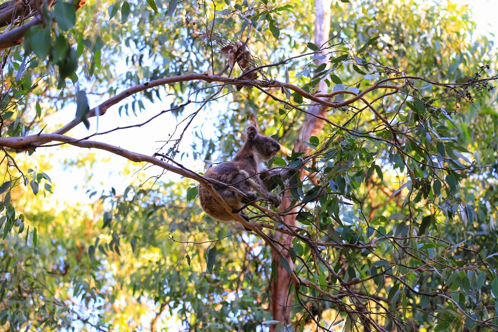 Koala perché dans les branches