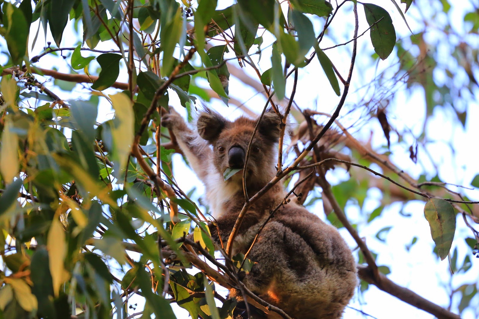 Koala agrippé à une branche