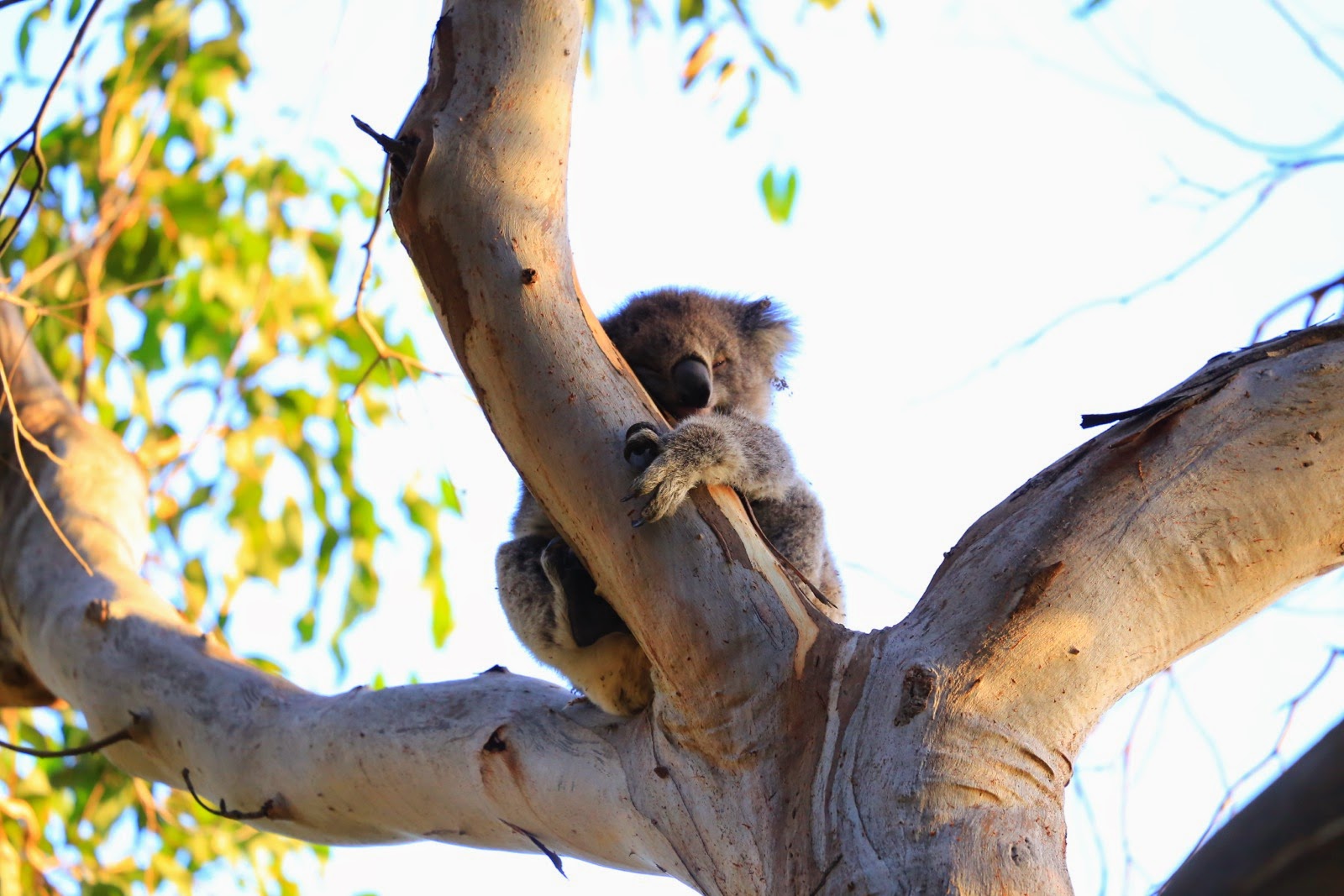 Koala endormi dans un arbre