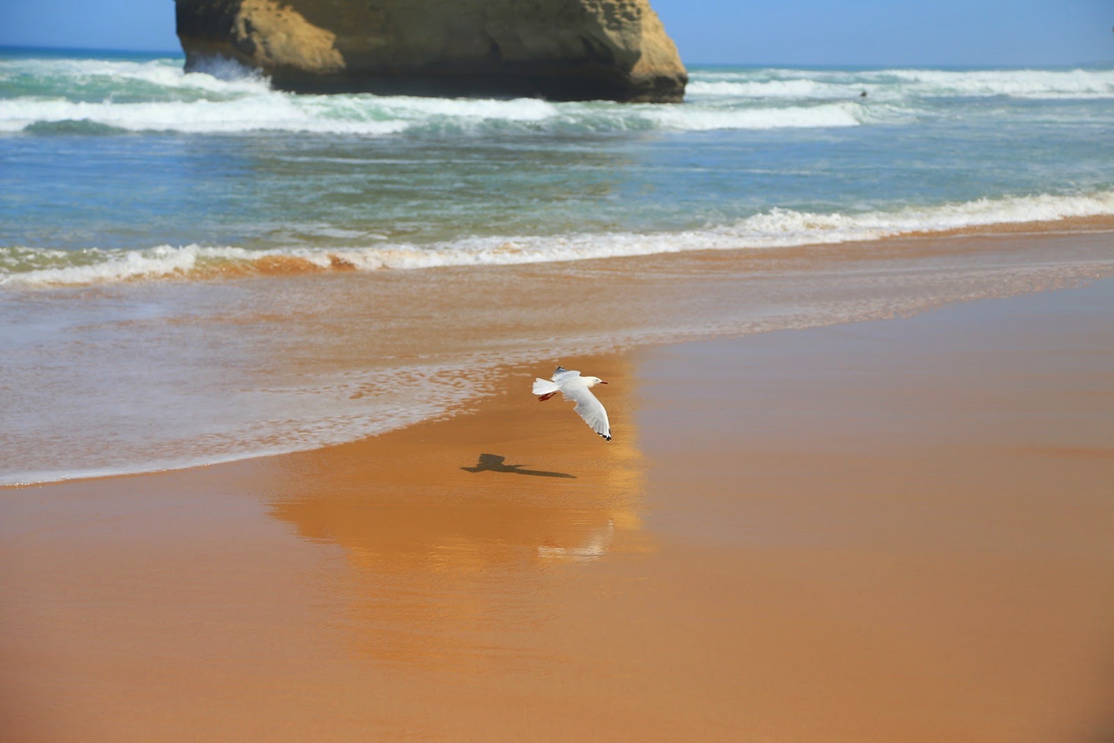 Mouette sur la plage au pied des falaises