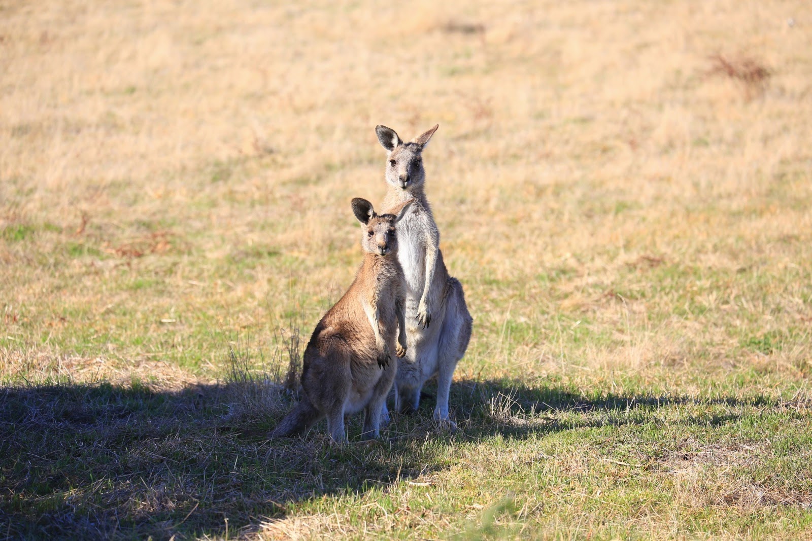 Kangourou dressé sur ses pattes arrière