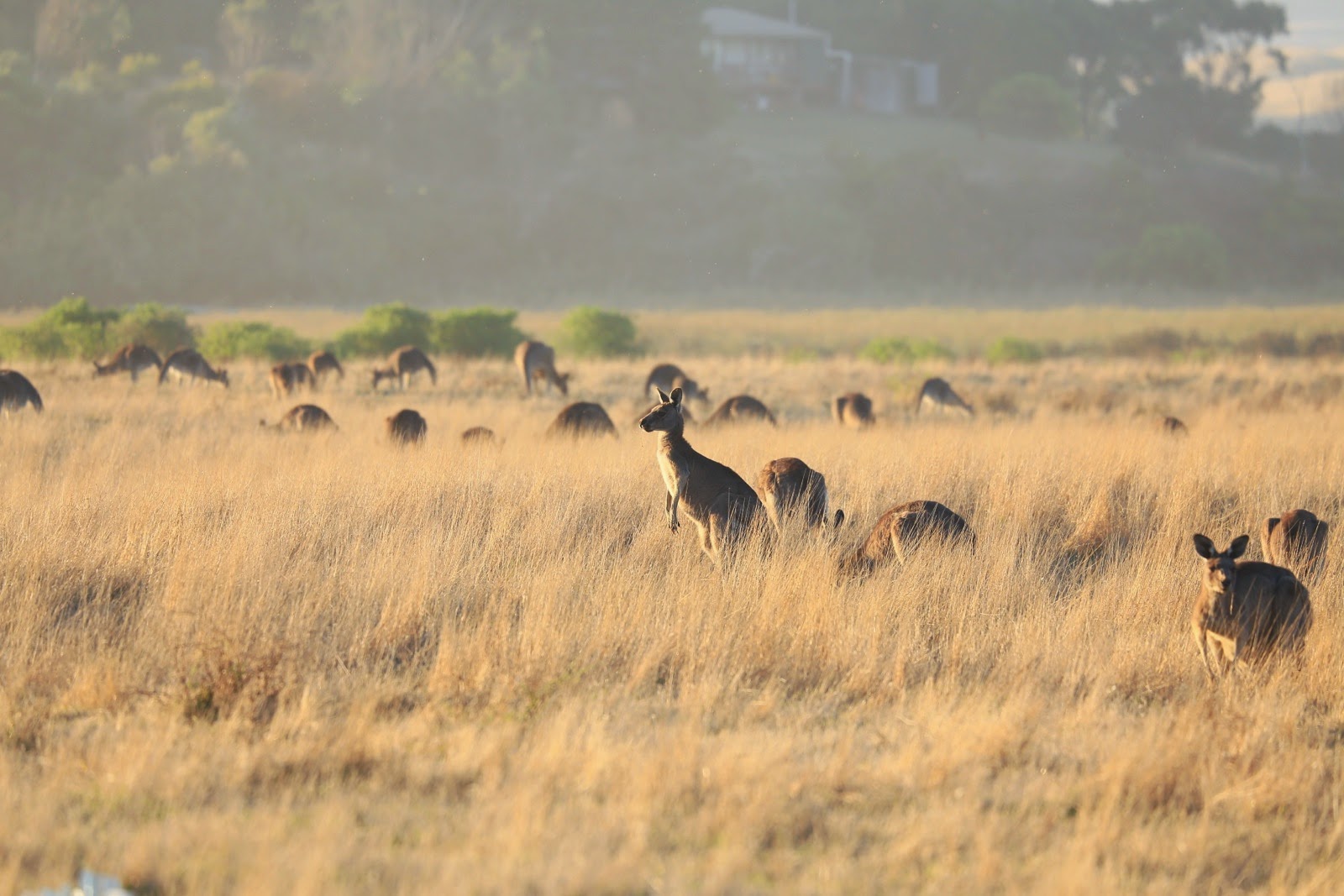 Kangourous dans un champ près de Princetown