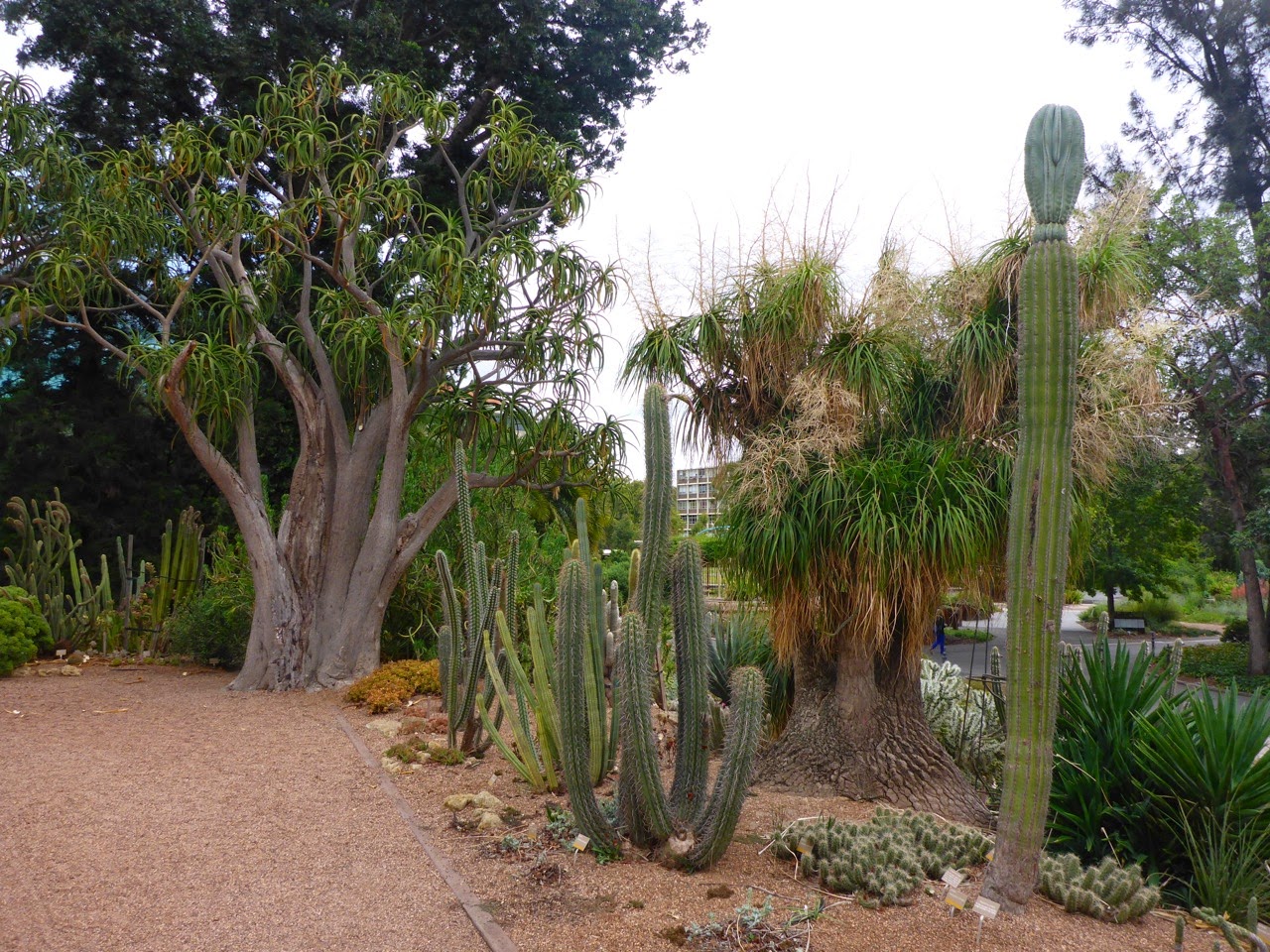 Cactus et palmiers du jardin botanique