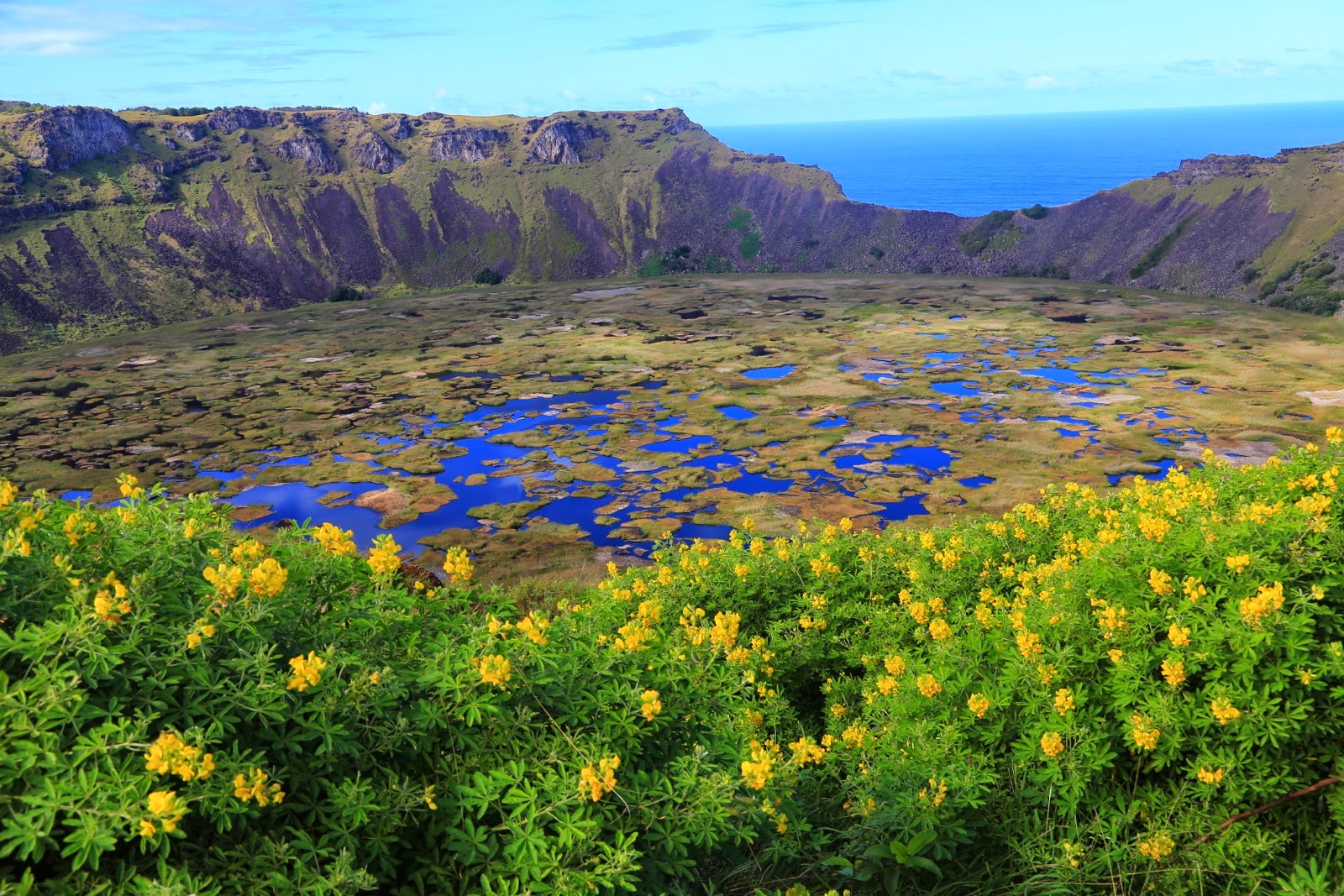 Fleurs jaunes au bord du cratère du Rano Kau