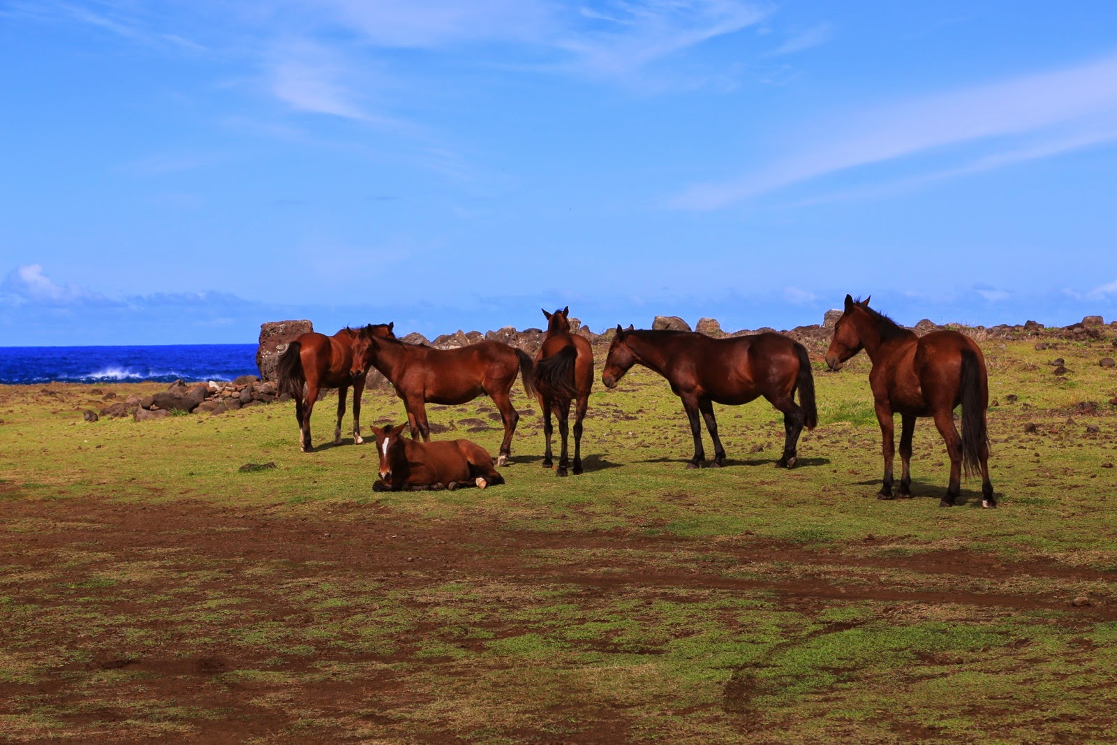 Chevaux en liberté dans la prairie