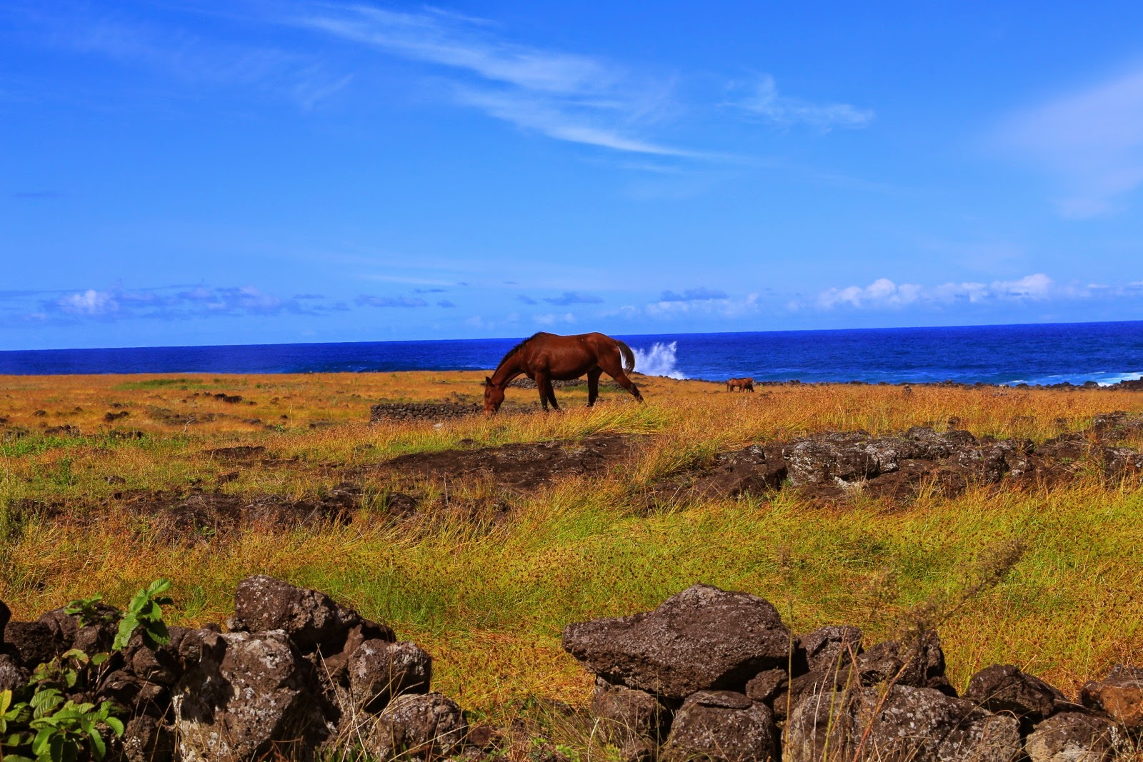 Cheval qui broute au bord de la côte
