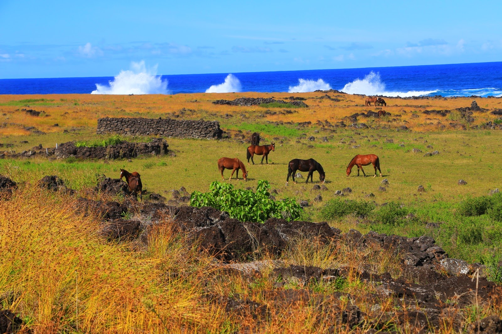 Chevaux dans les herbes sèches