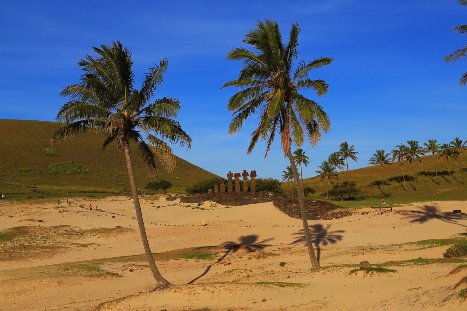 Cocotiers sur la plage d’Anakena