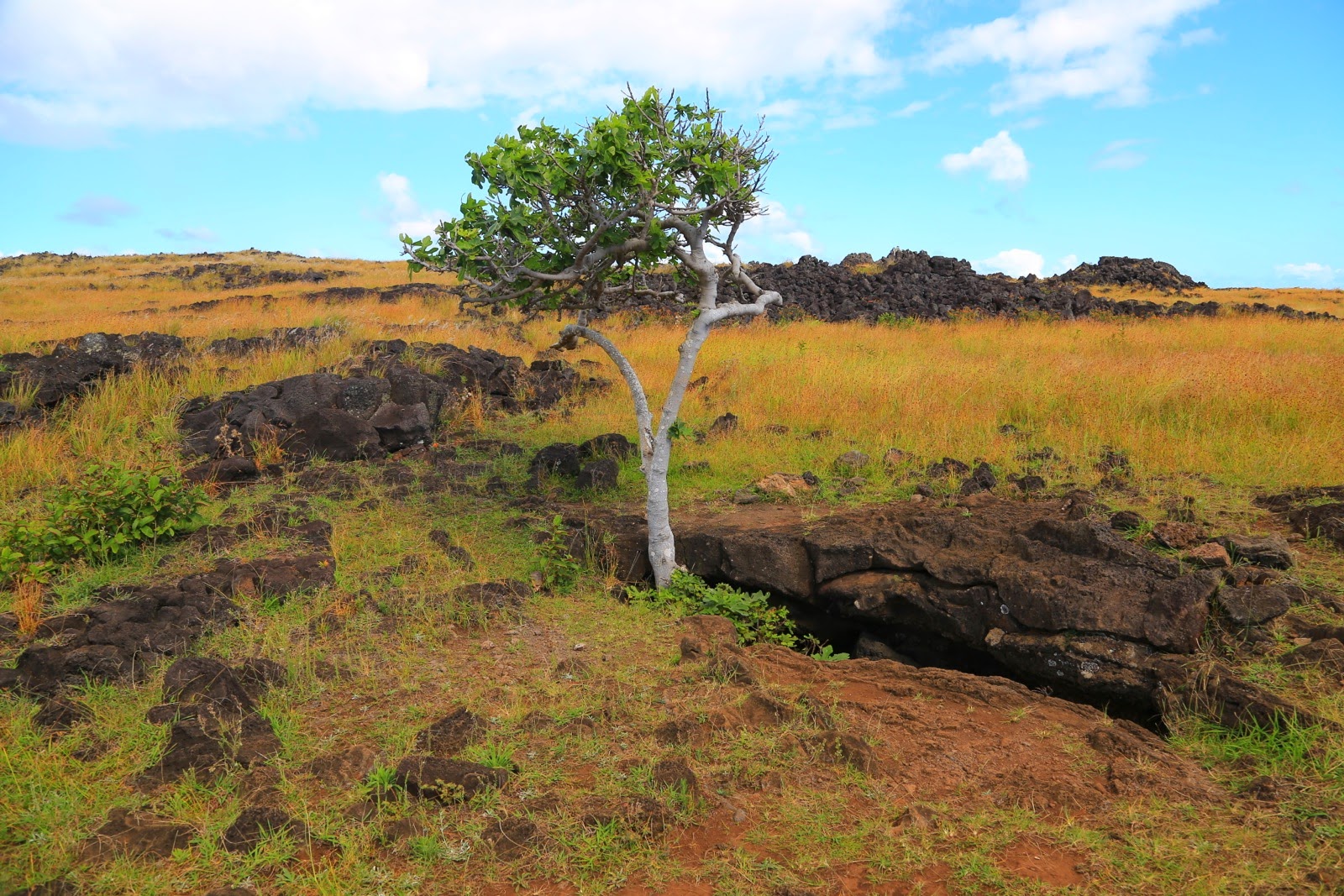 Arbre isolé dans la lande