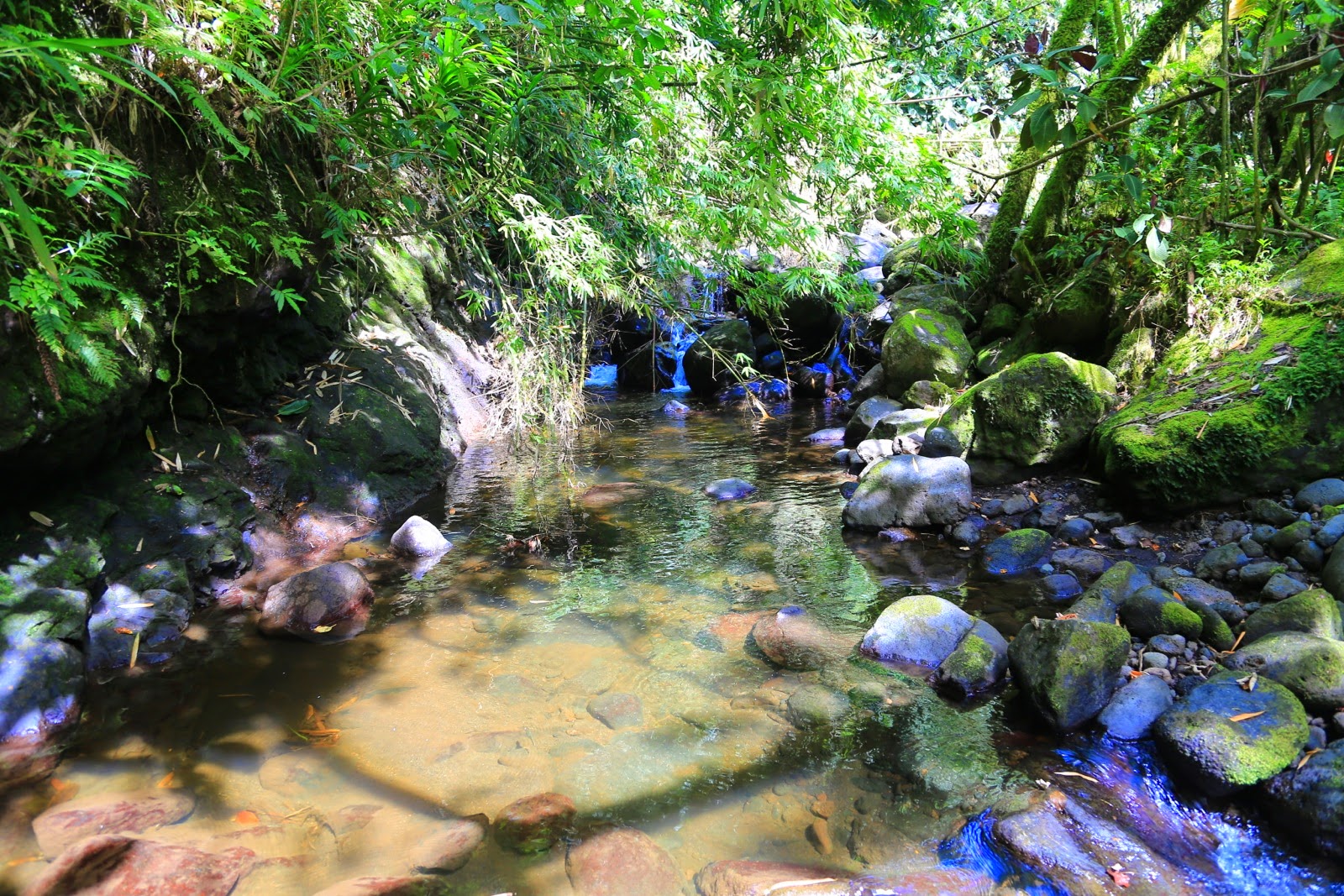Ruisseau dans la forêt tropicale