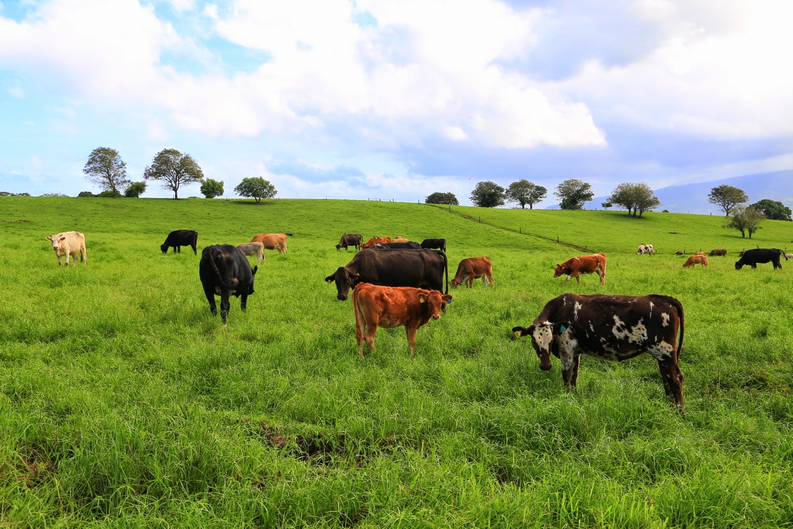 Vaches dans les pâturages du plateau de Taravao