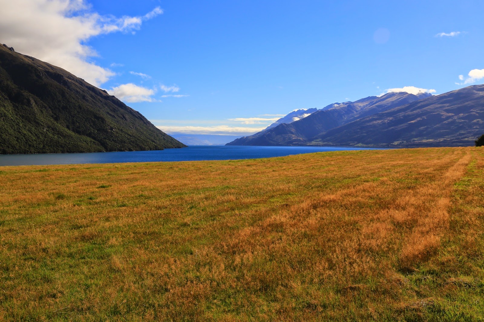Prairie dorée au bord du lac Wakatipu