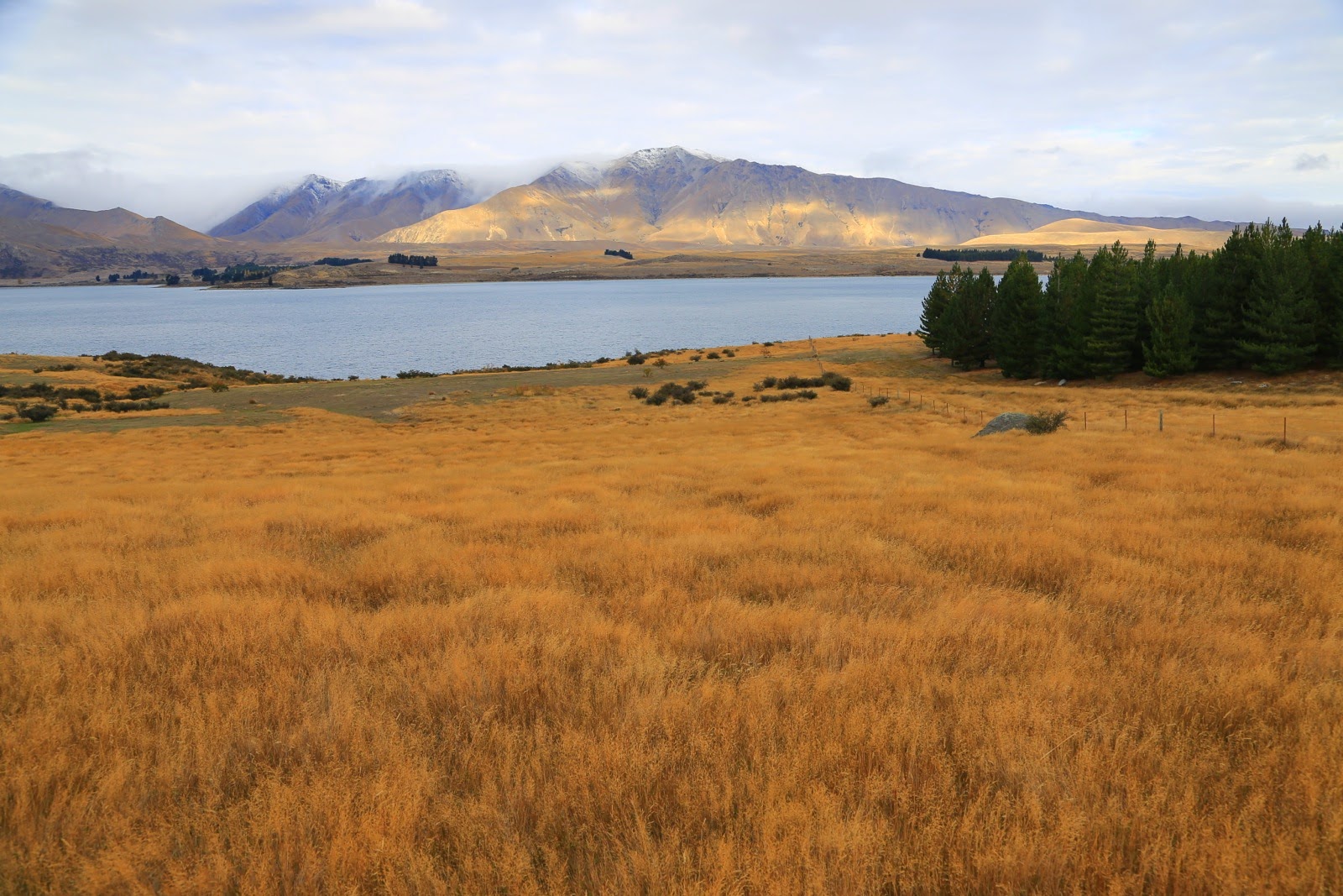 Herbes dorées au bord du Lac Tekapo