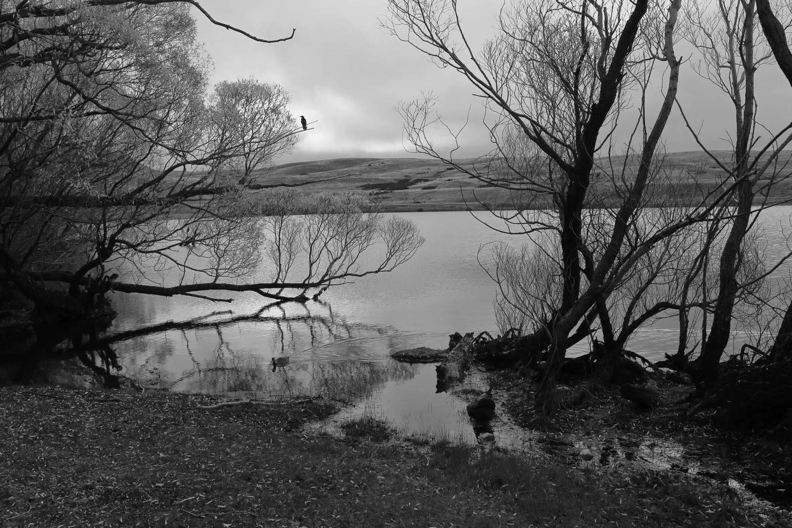 Arbres morts au bord du Lac McGregor en noir et blanc