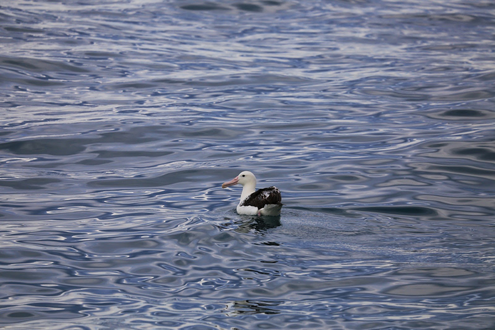 Albatros posé sur l’eau