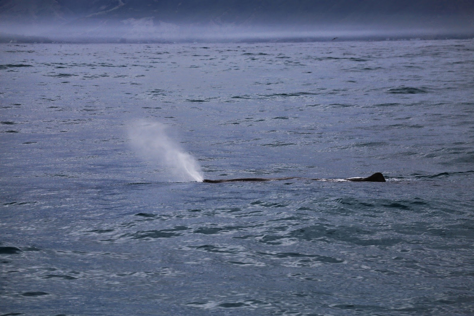 Jet d’eau d’un cachalot au large de Kaikoura