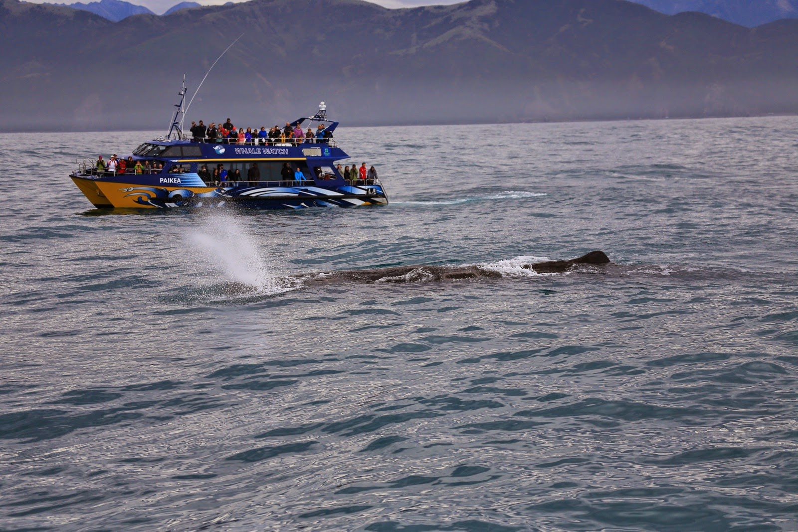 Cachalot et bateau d’observation au large de Kaikoura