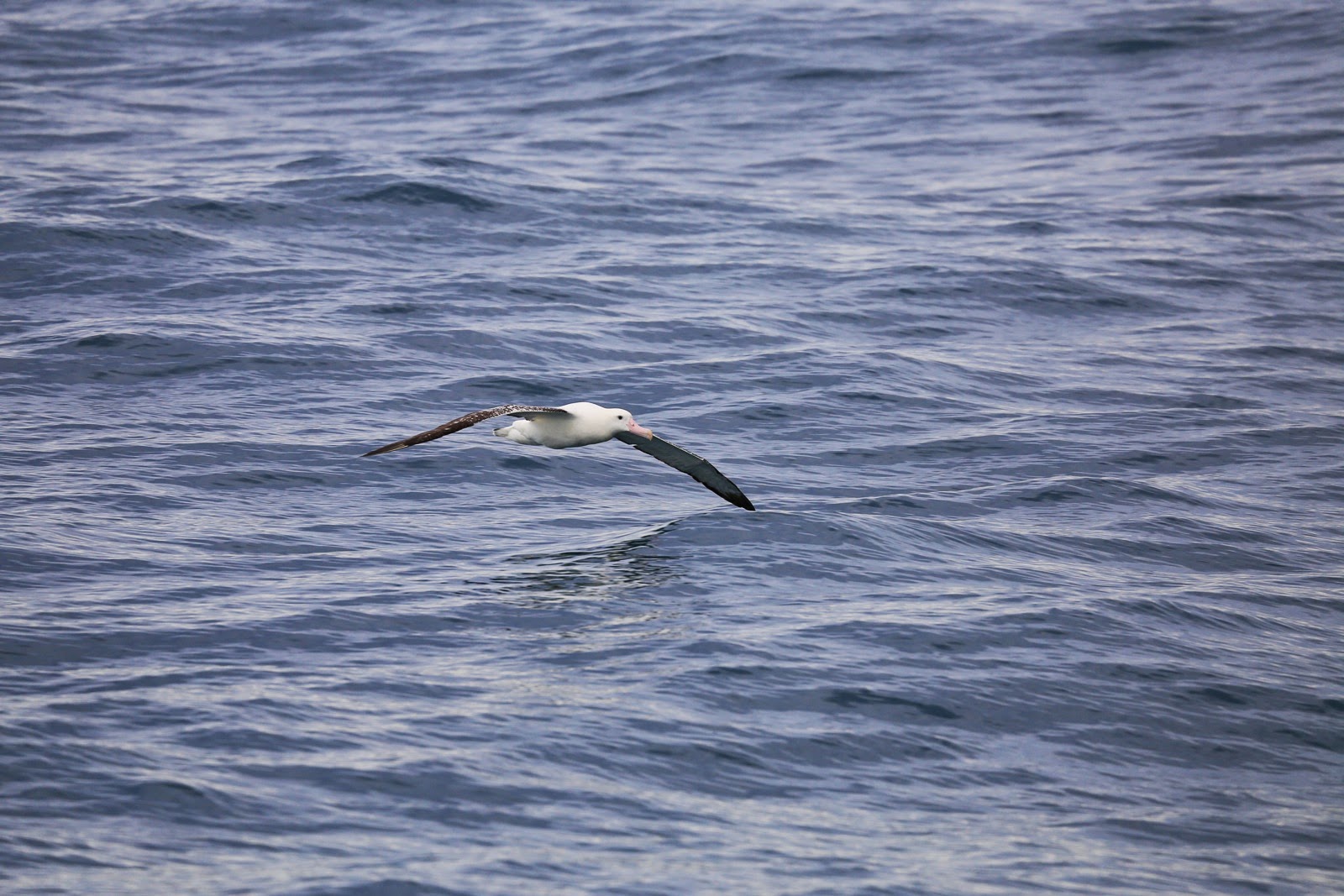 Albatros au ras de l’eau
