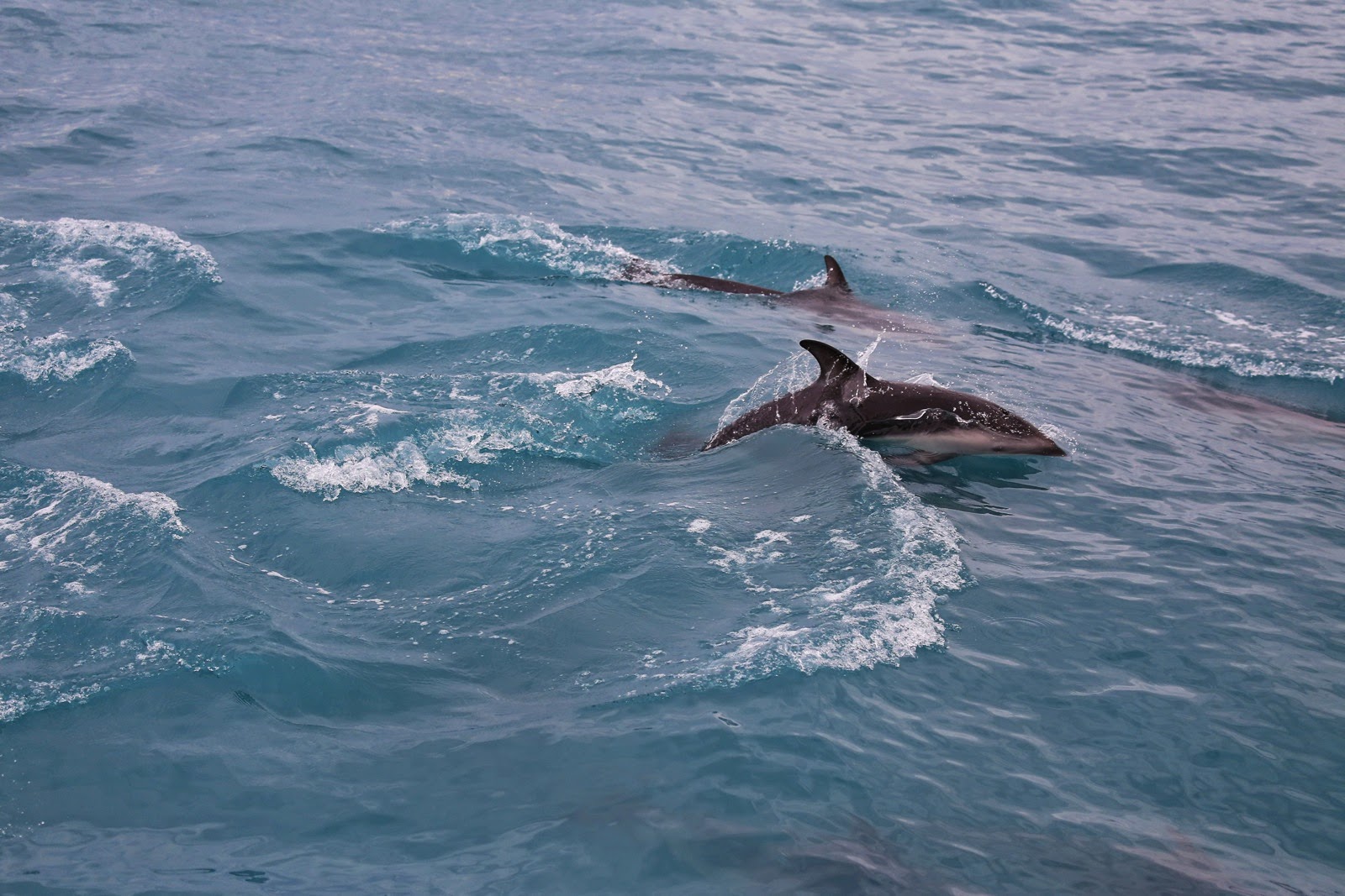 Dauphin qui saute au large de Kaikoura