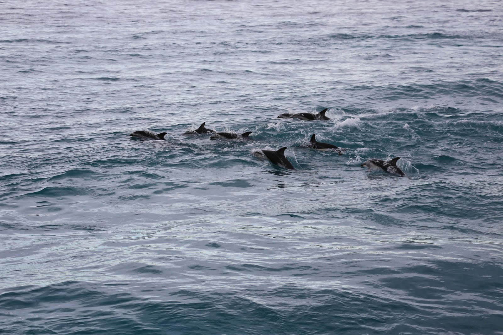 Groupe de dauphins
