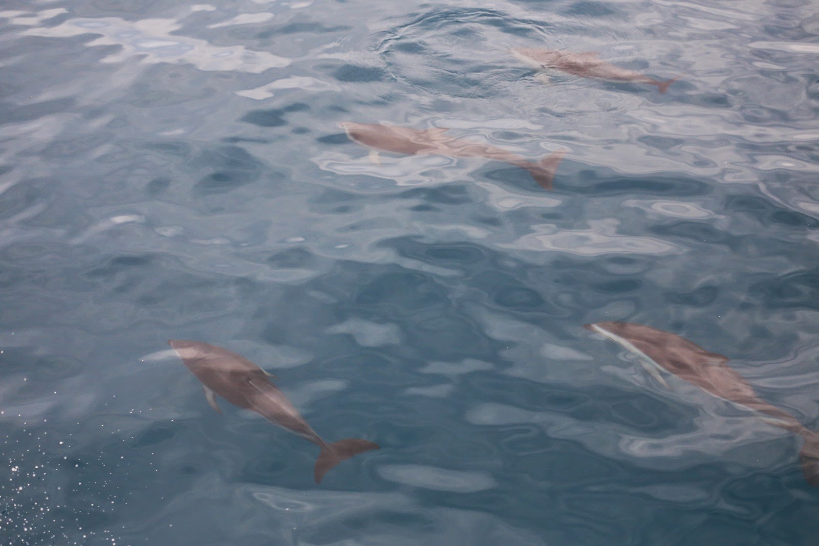 Dauphins sous la surface