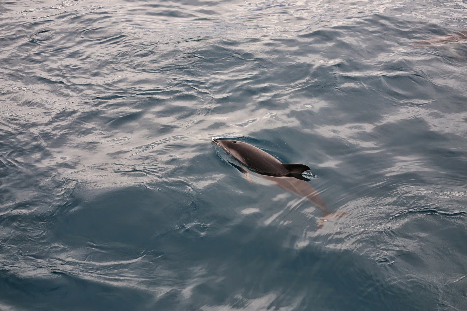 Dauphin nageant