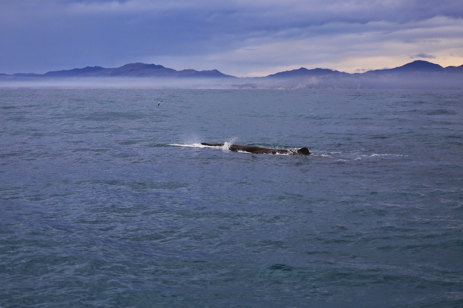 Cachalot au loin devant les montagnes