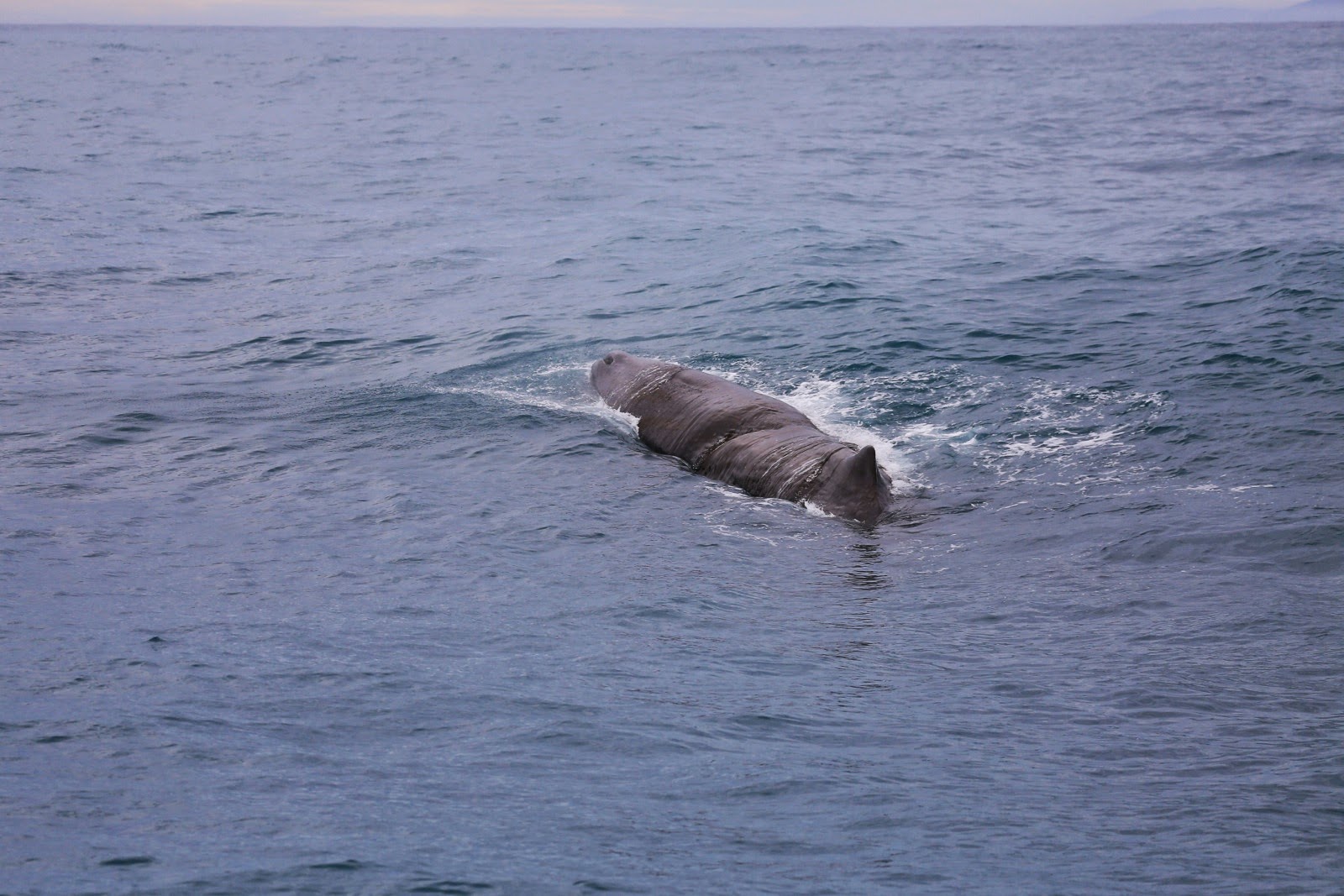 Cachalot à la surface de l’eau