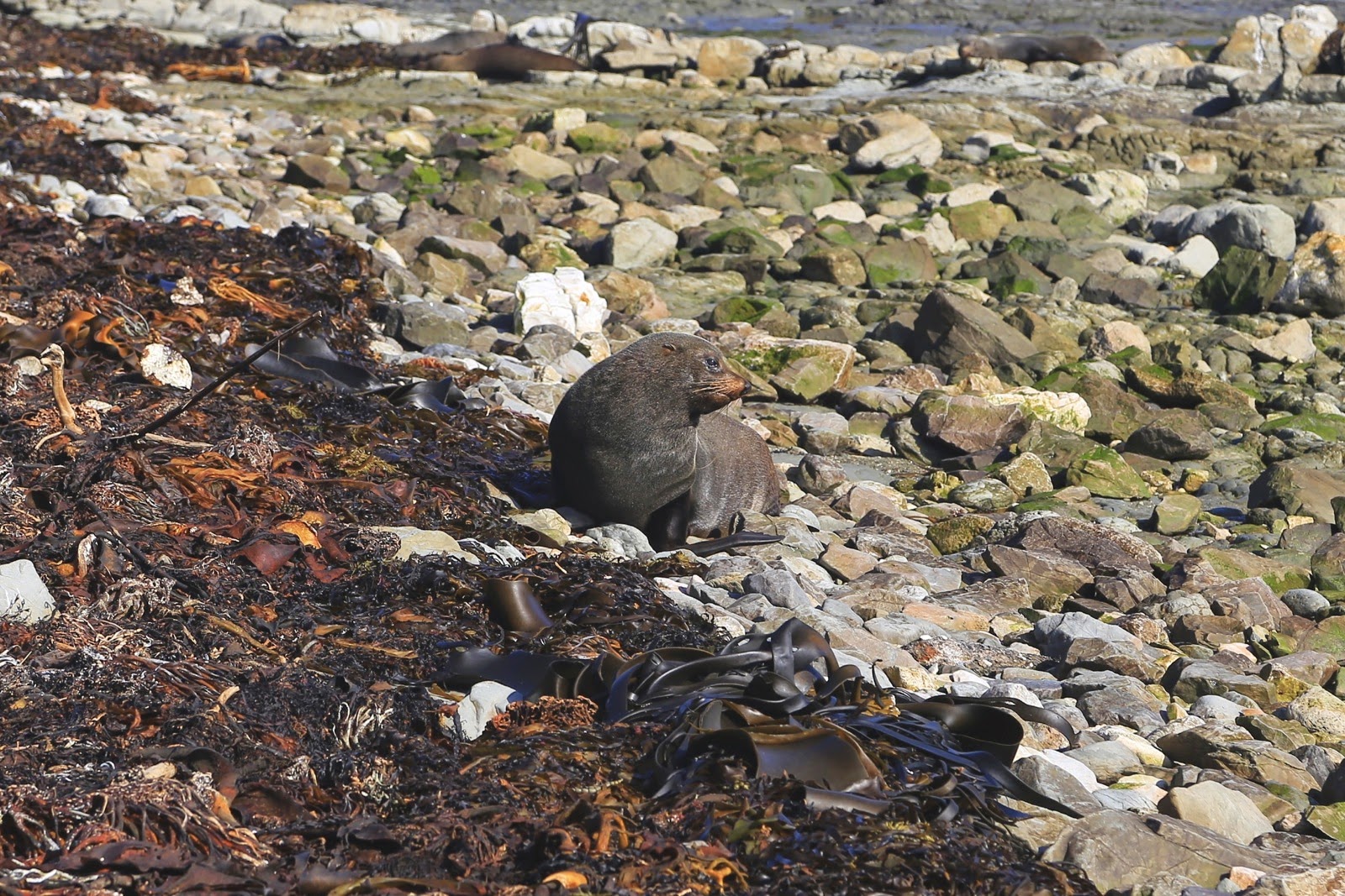 Otarie camouflée sur les rochers