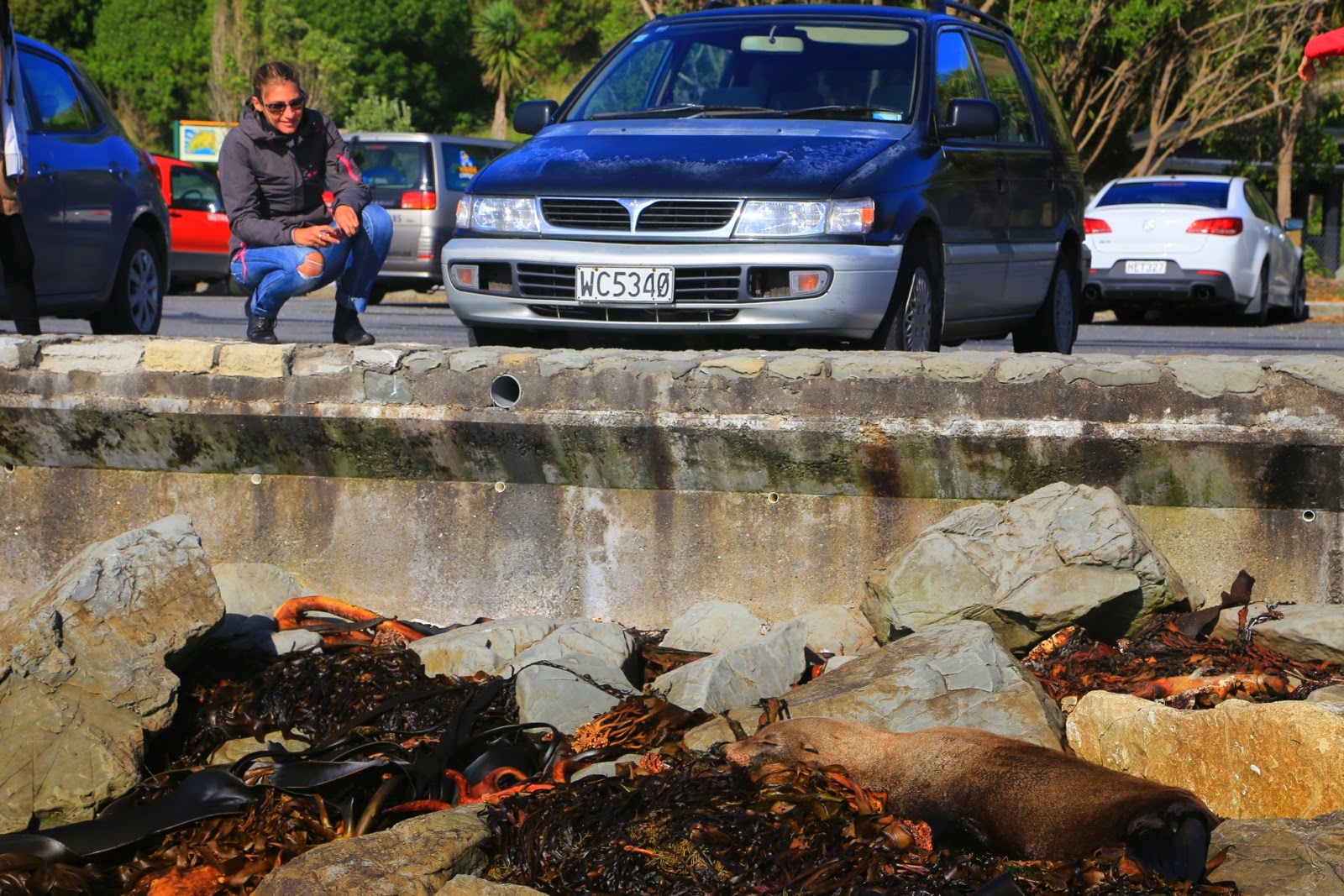 Otarie faisant la sieste près du parking